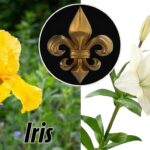 fleur d'elise